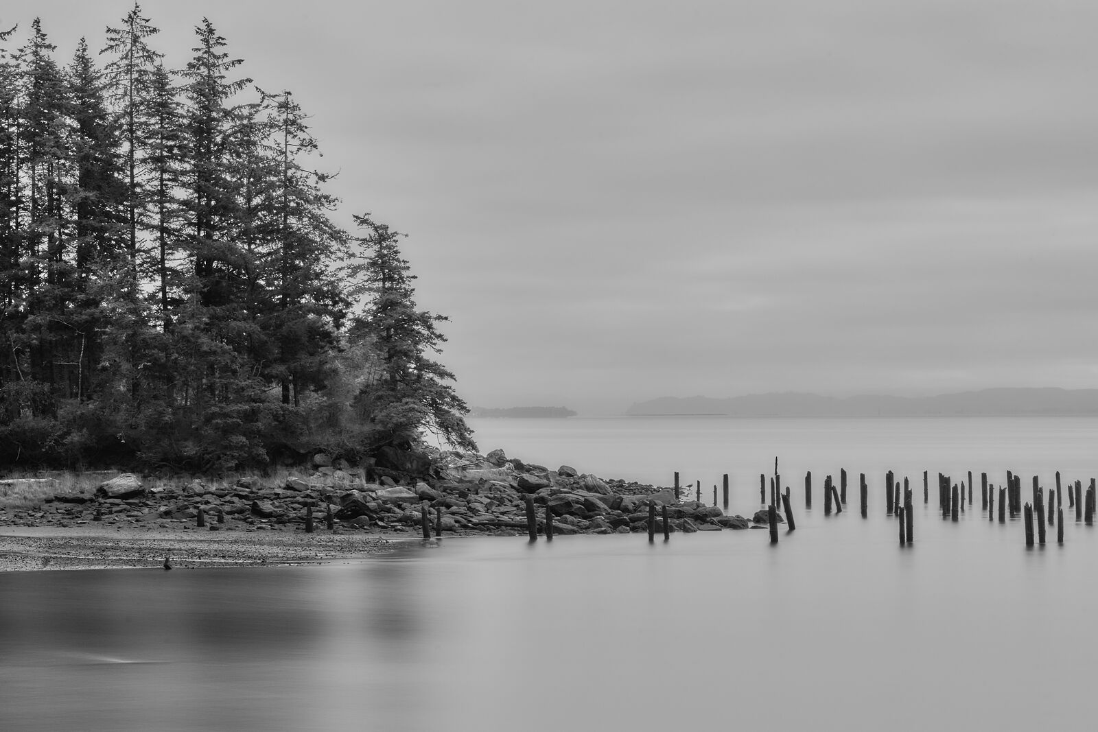 Tall firs on a rocky point beside rows of old pilings in still water.