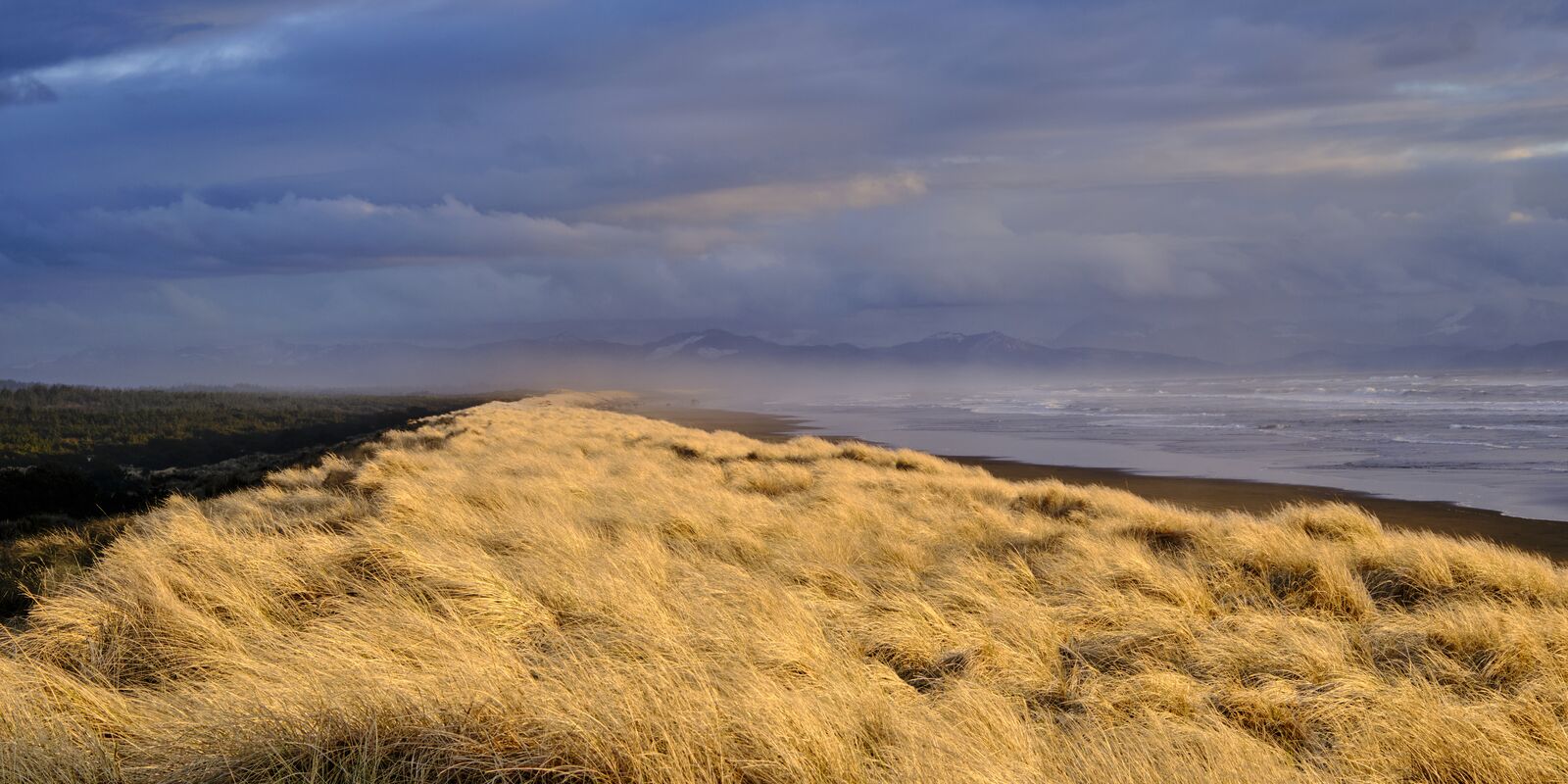 Golden dune grass under a winter sky, with the ocean beyond.